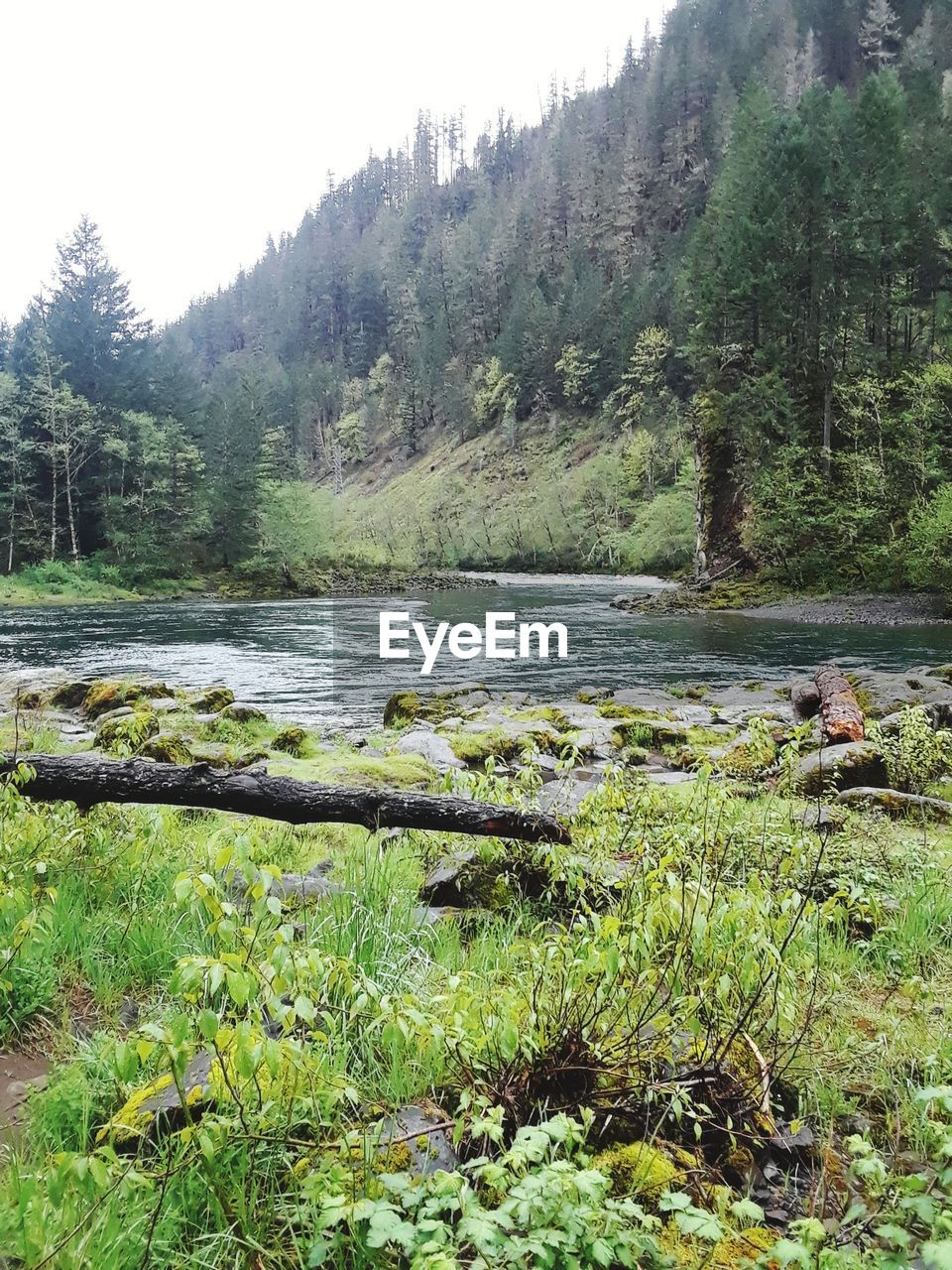 SCENIC VIEW OF RIVER IN FOREST