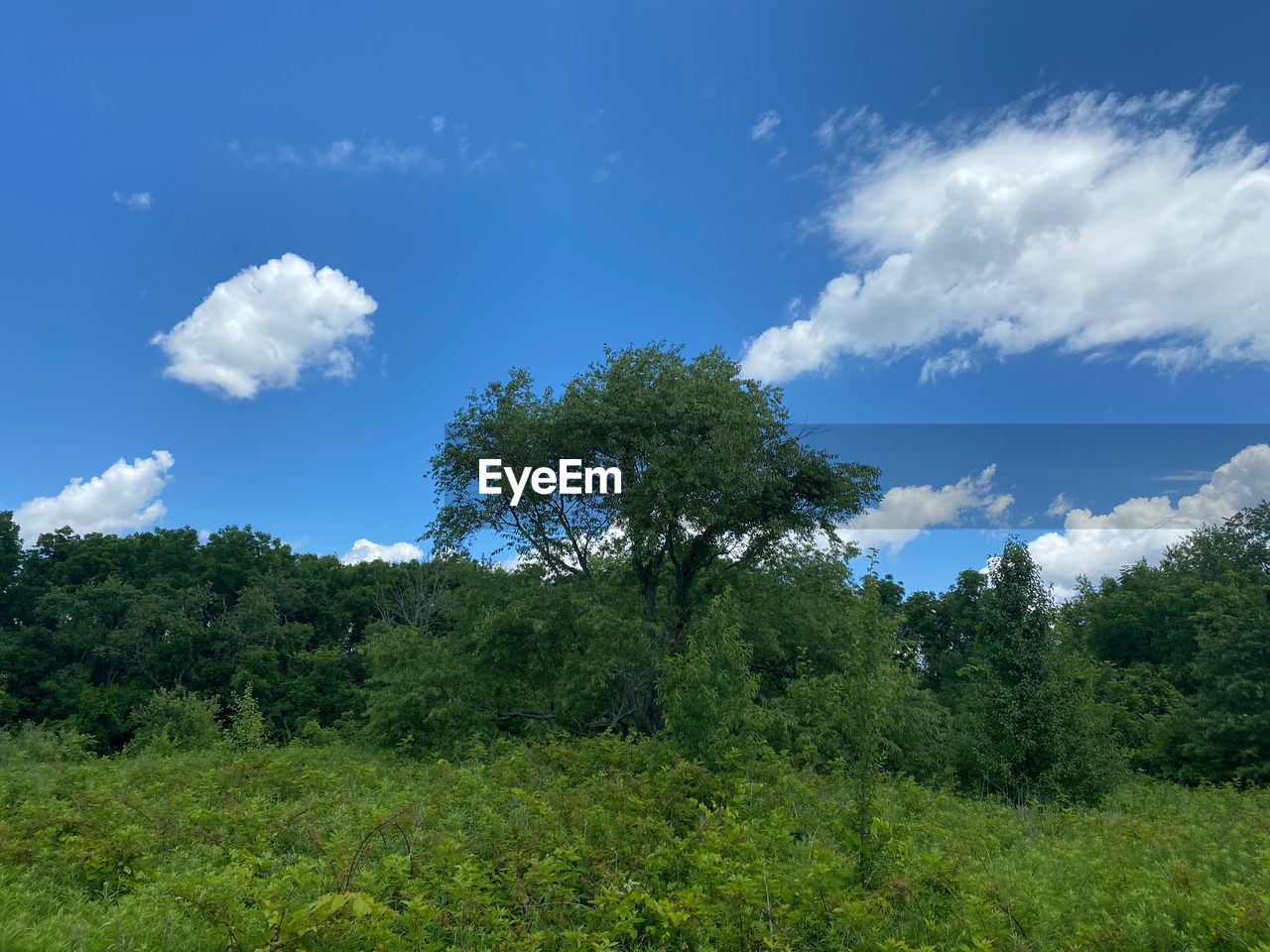 LOW ANGLE VIEW OF TREES BY PLANTS AGAINST SKY