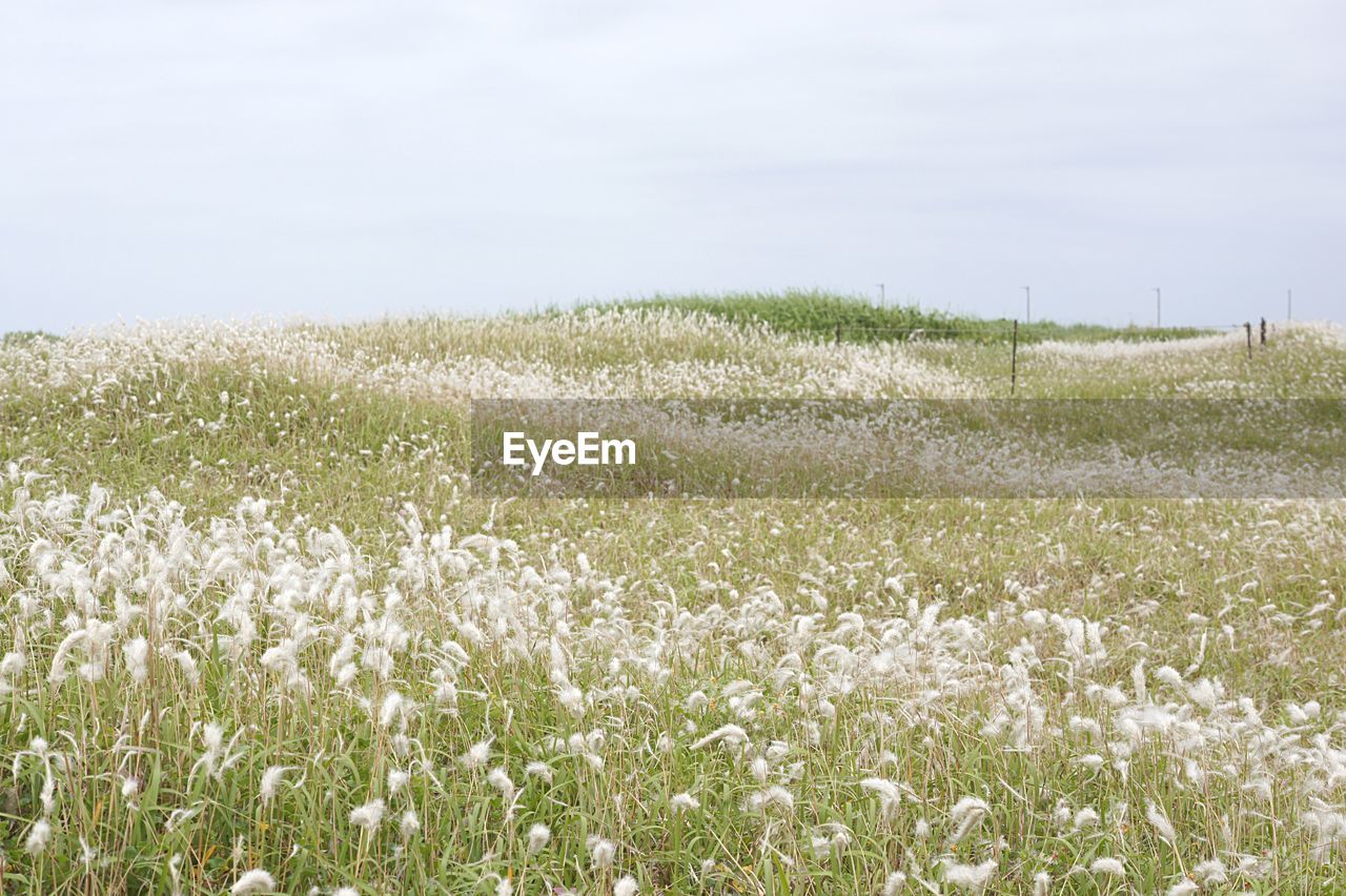 CLOSE-UP OF CROPS GROWING IN FIELD