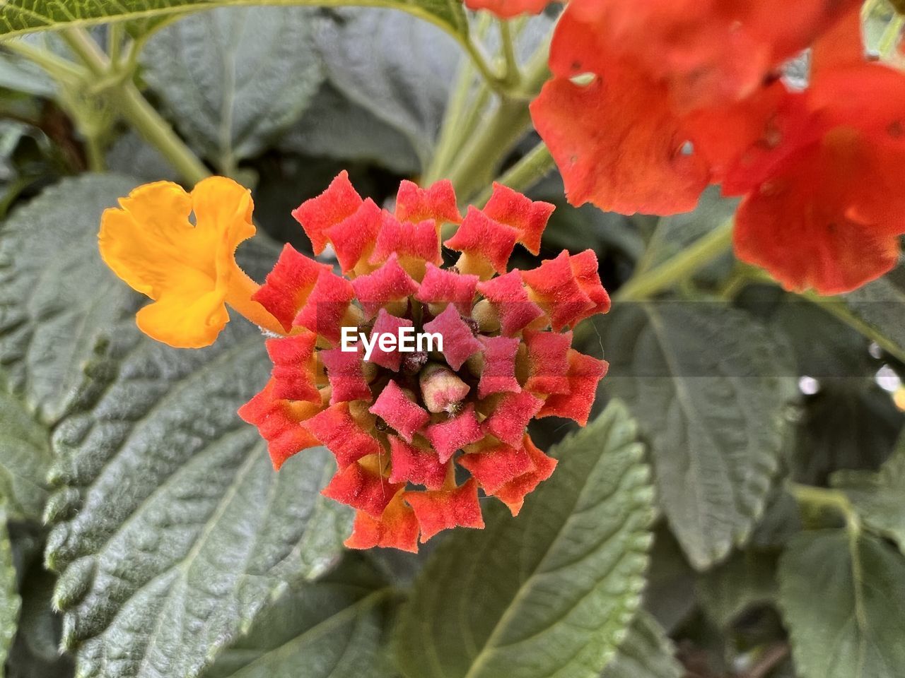 flower, plant, flowering plant, beauty in nature, freshness, leaf, plant part, growth, close-up, nature, petal, lantana camara, flower head, fragility, red, inflorescence, no people, day, outdoors
