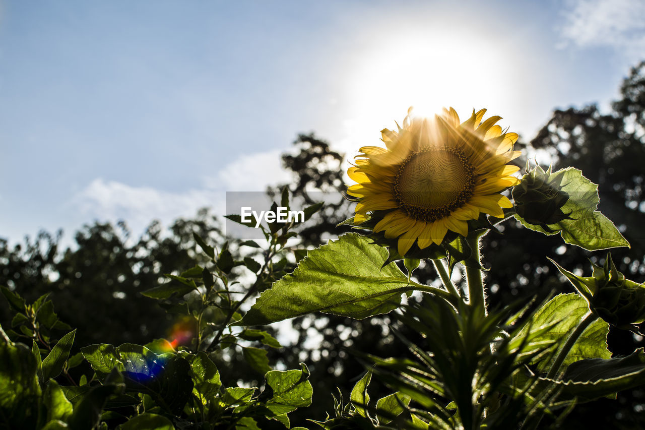 Low angle view of sunflower growing in garden against sky