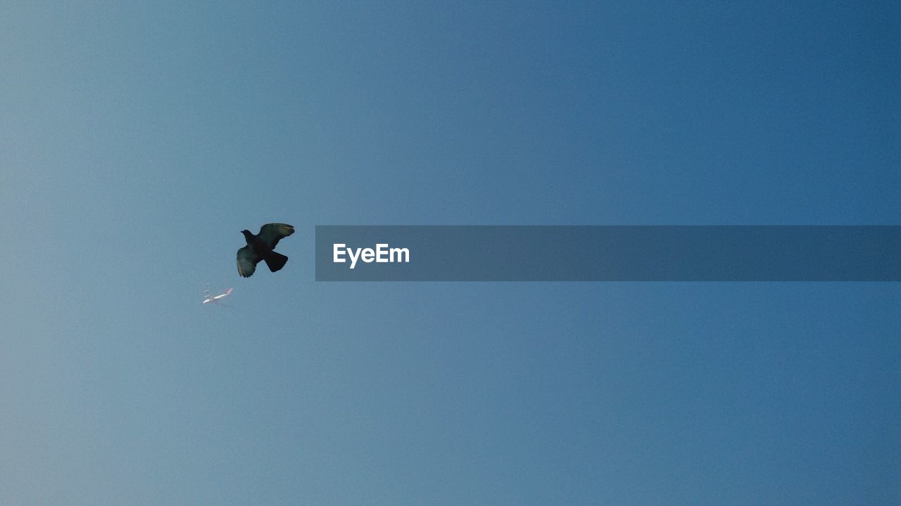 LOW ANGLE VIEW OF BIRD FLYING AGAINST BLUE SKY