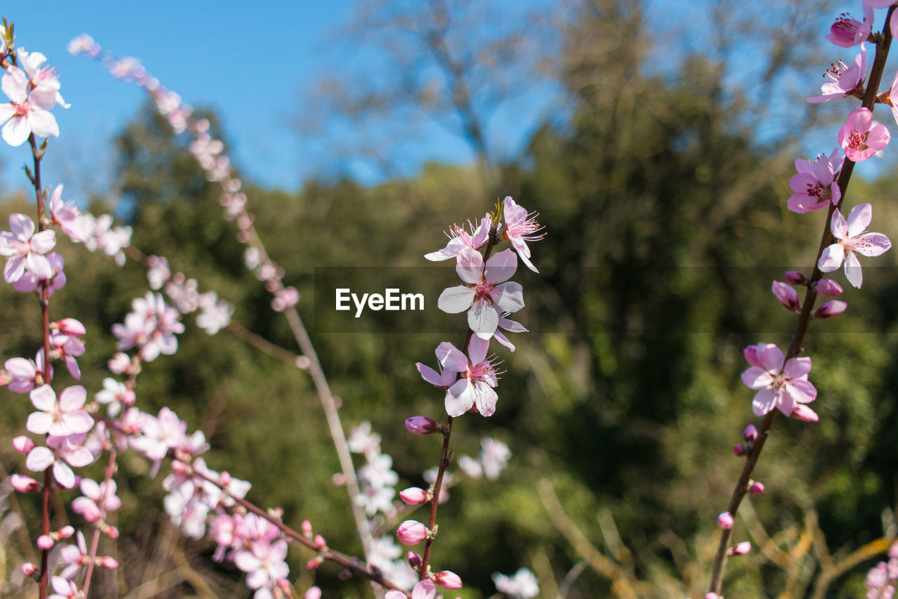 Close-up of pink cherry blossoms