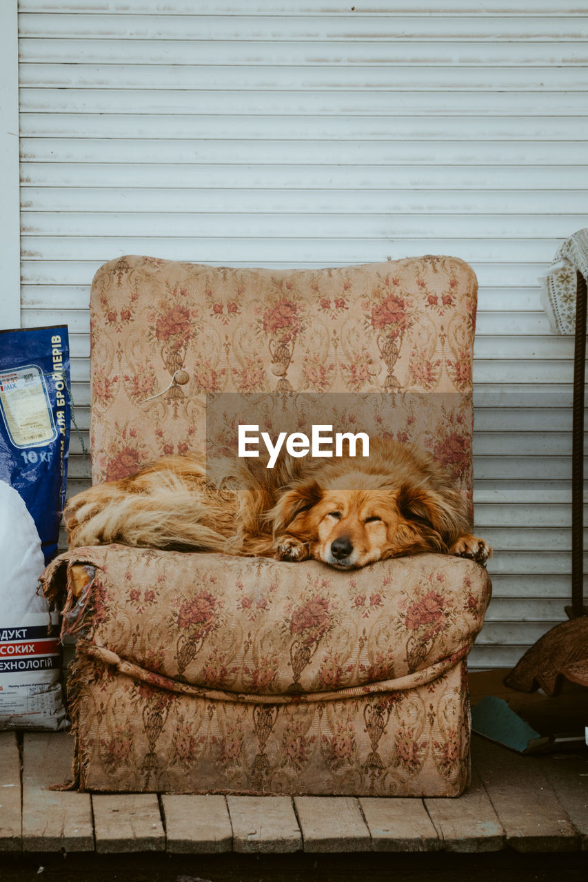 DOG LYING ON SOFA