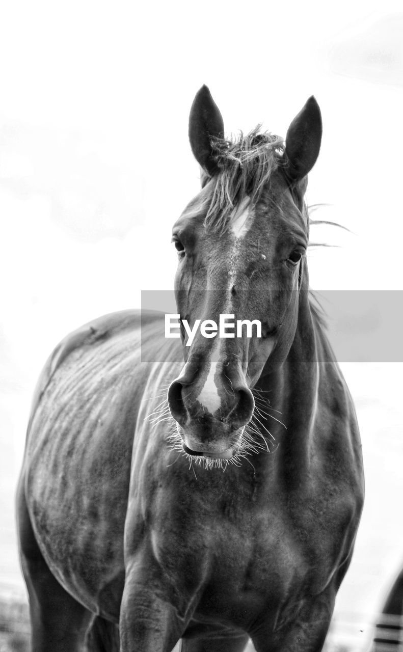 CLOSE-UP PORTRAIT OF HORSE