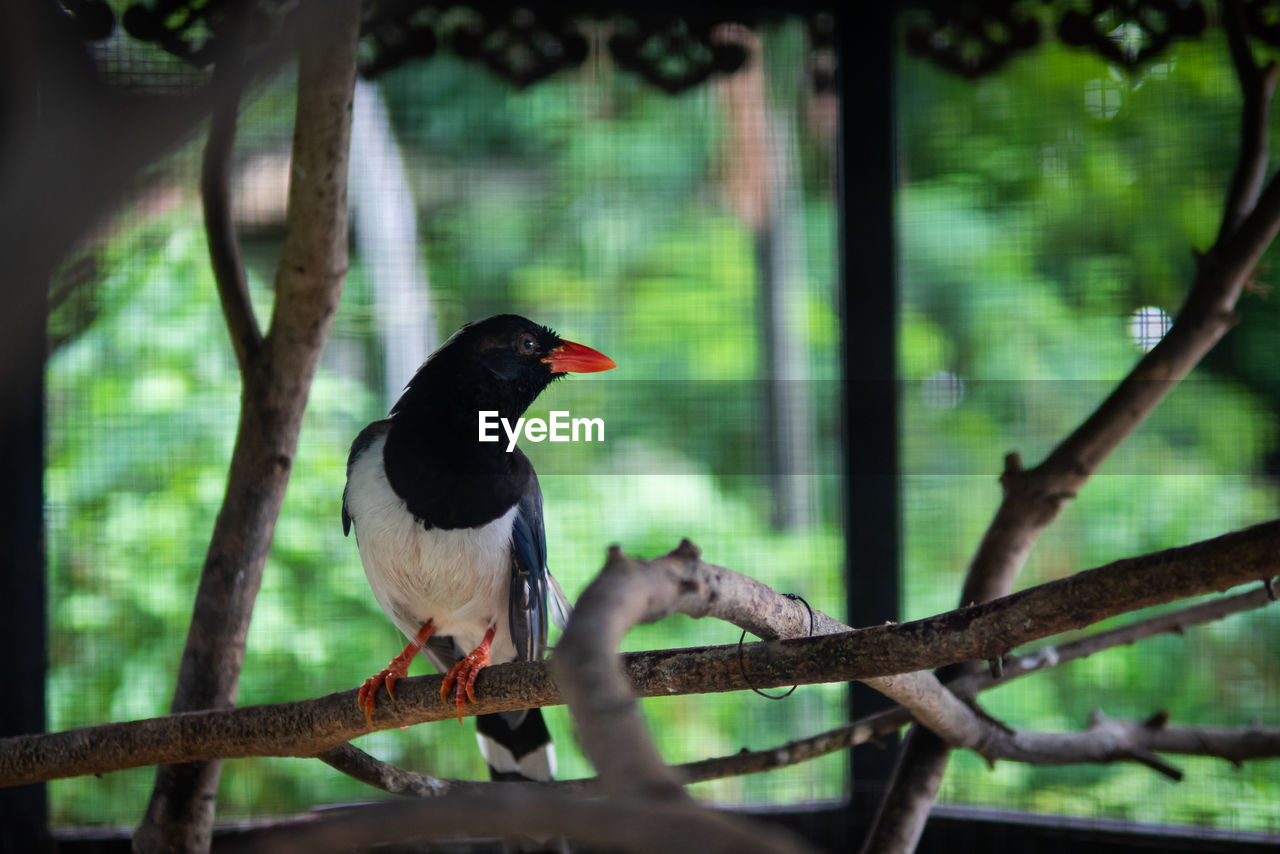 Bird perching on branch