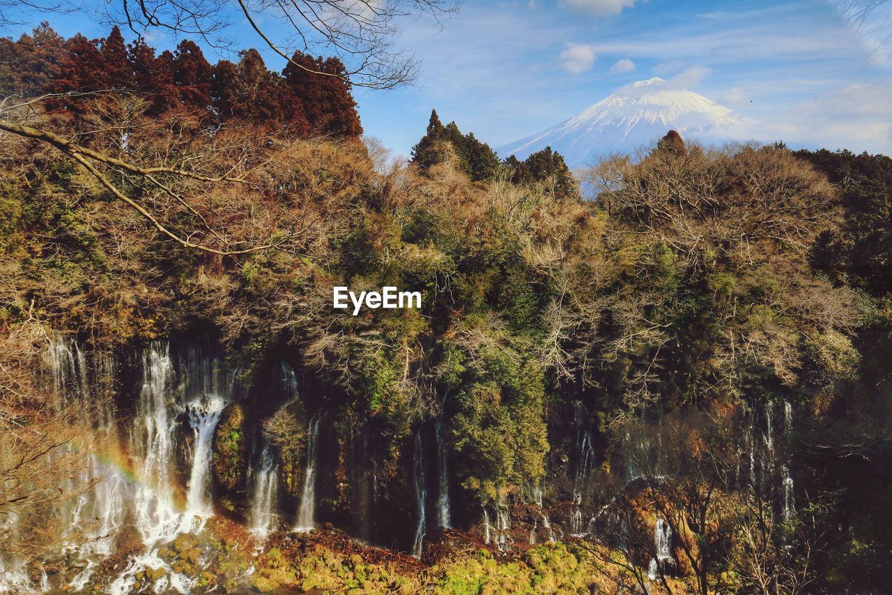 SCENIC VIEW OF FOREST DURING AUTUMN