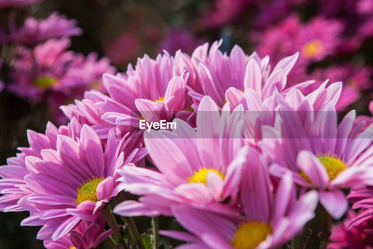 CLOSE-UP OF PINK FLOWER BLOOMING OUTDOORS