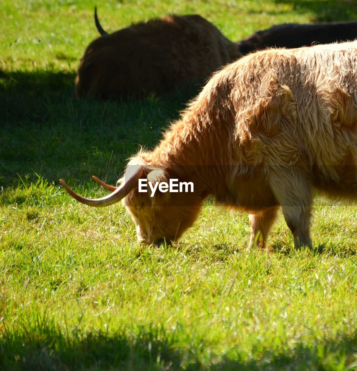 SHEEP GRAZING IN FIELD