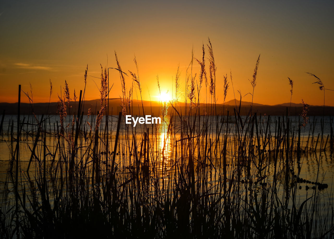 Silhouette plants by lake against sky during sunset