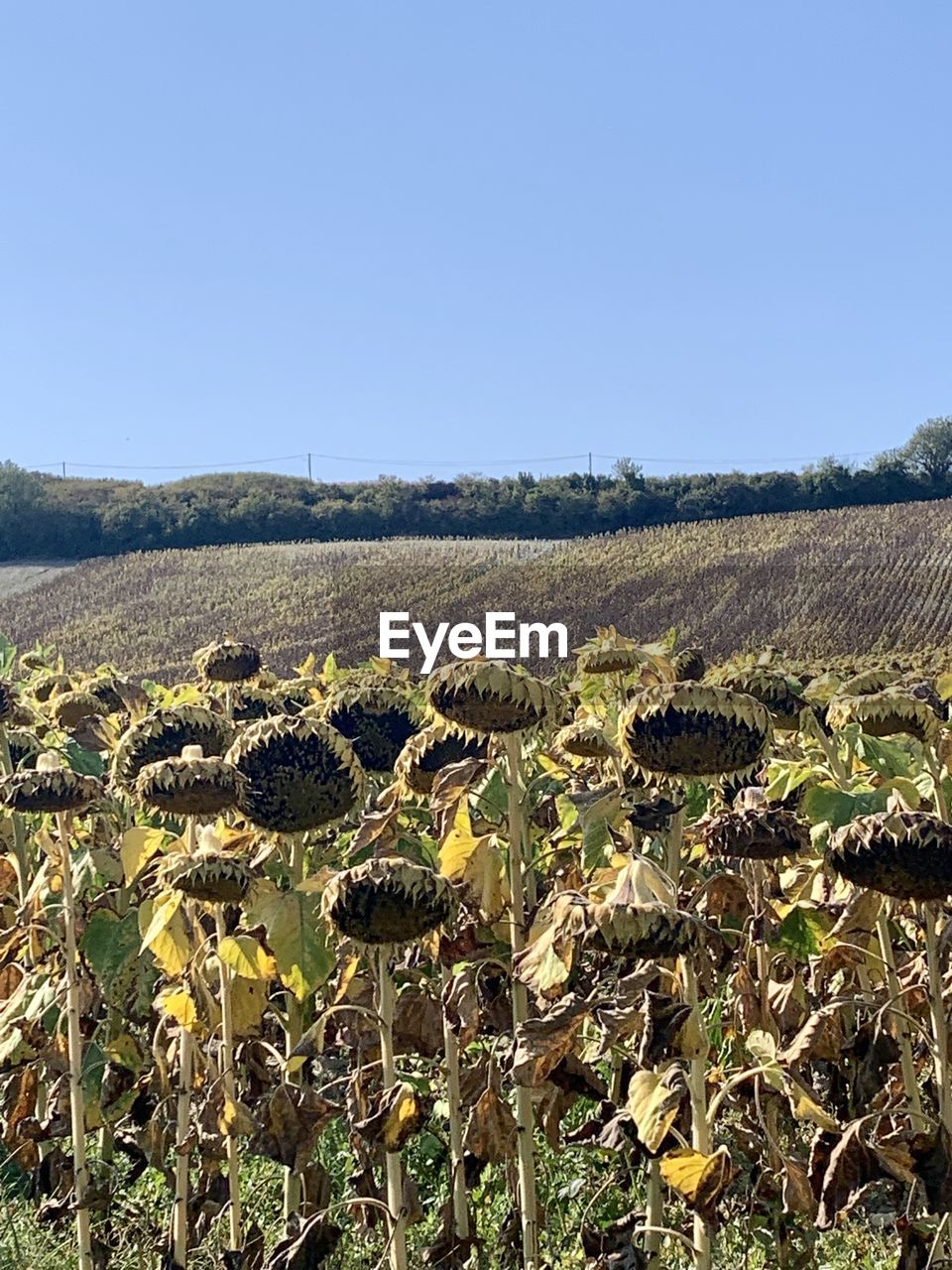 SCENIC VIEW OF FIELD AGAINST CLEAR SKY