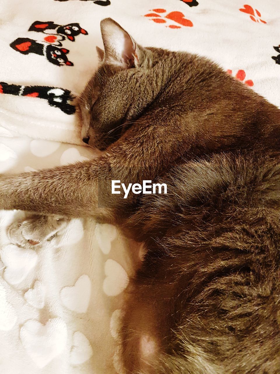 HIGH ANGLE VIEW OF A CAT SLEEPING ON BED