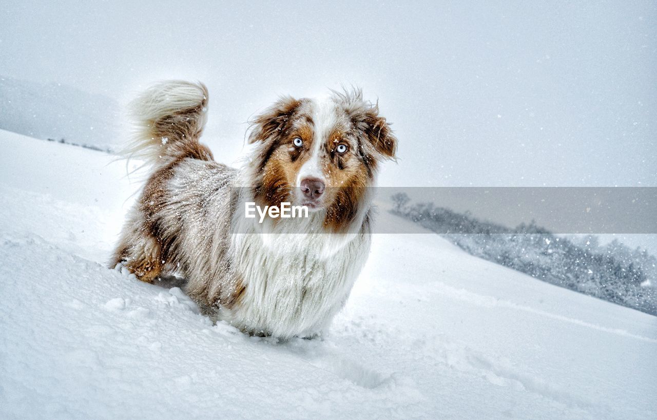 Dog on snow against sky