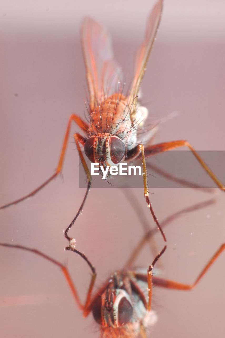 CLOSE-UP OF SPIDER IN WEB