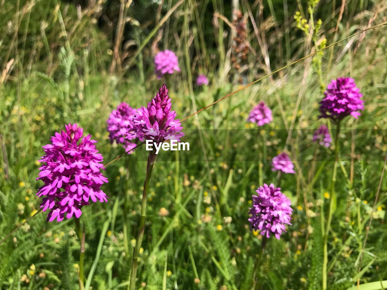 CLOSE-UP OF PURPLE FLOWERING PLANTS ON FIELD