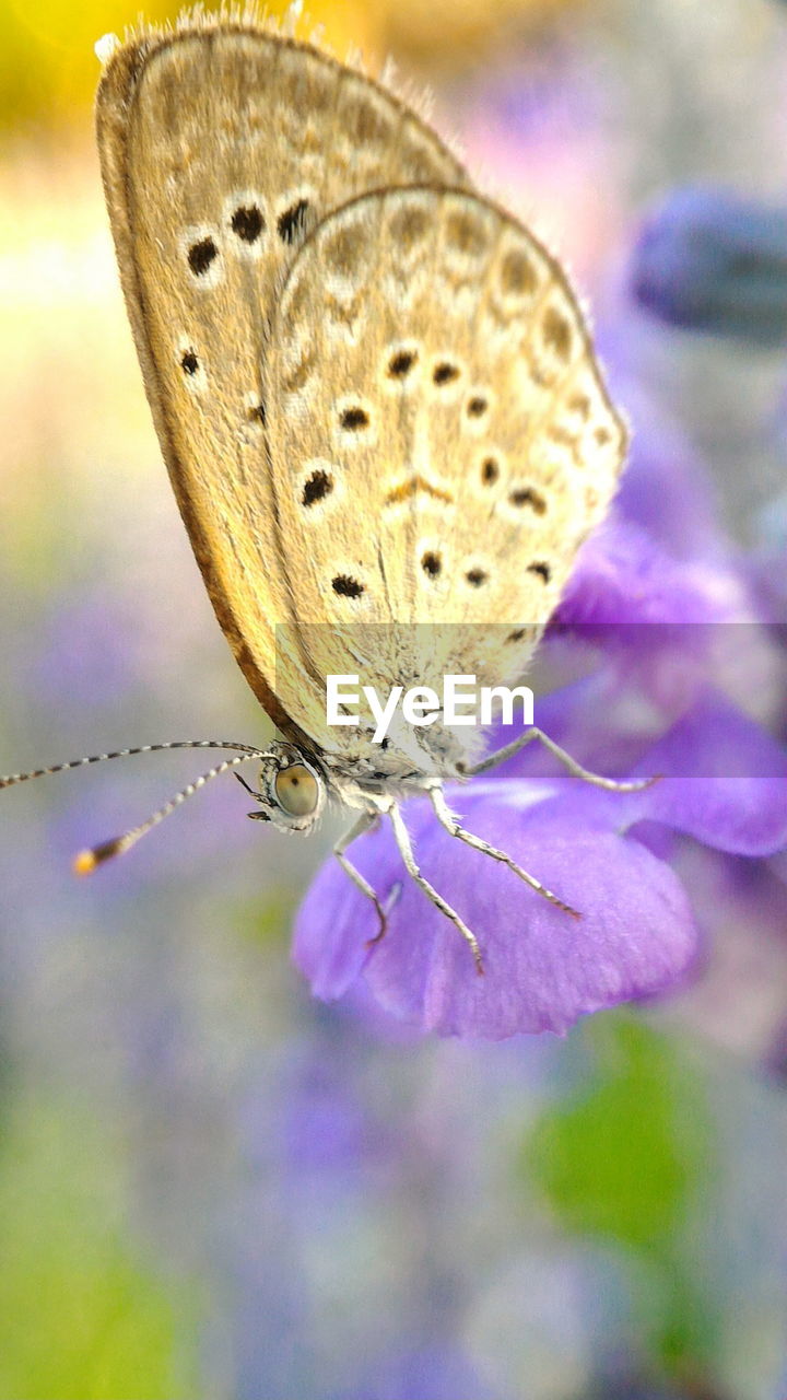 Close-up of butterfly on flower