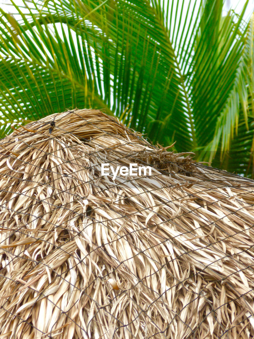 CLOSE-UP OF PALM PLANTS