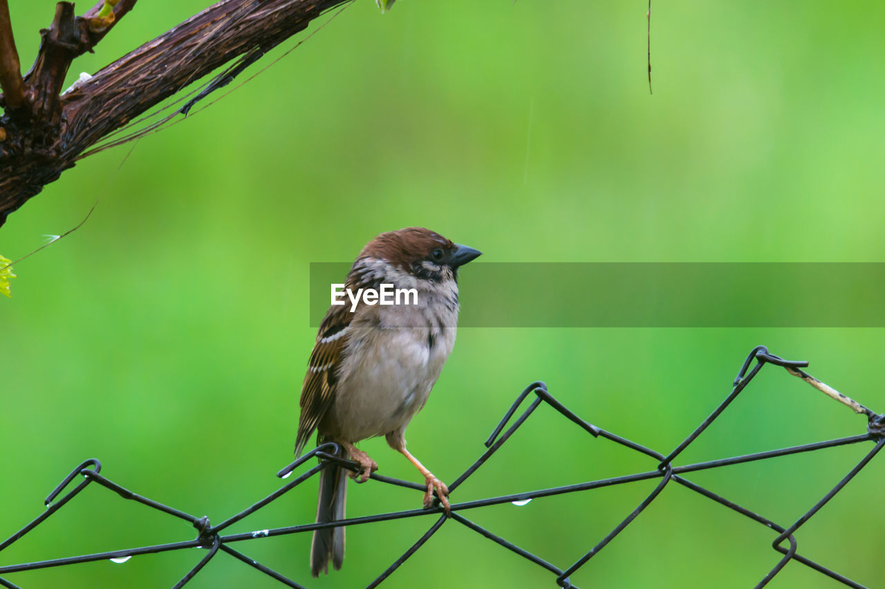 BIRD PERCHING ON A FENCE