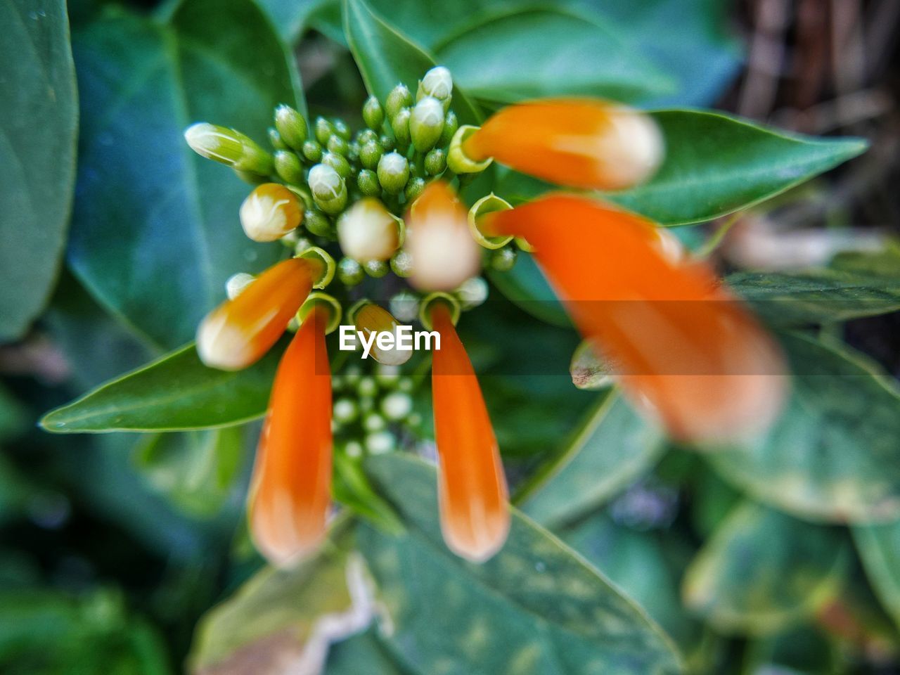 CLOSE-UP OF FLOWERS BLOOMING OUTDOORS