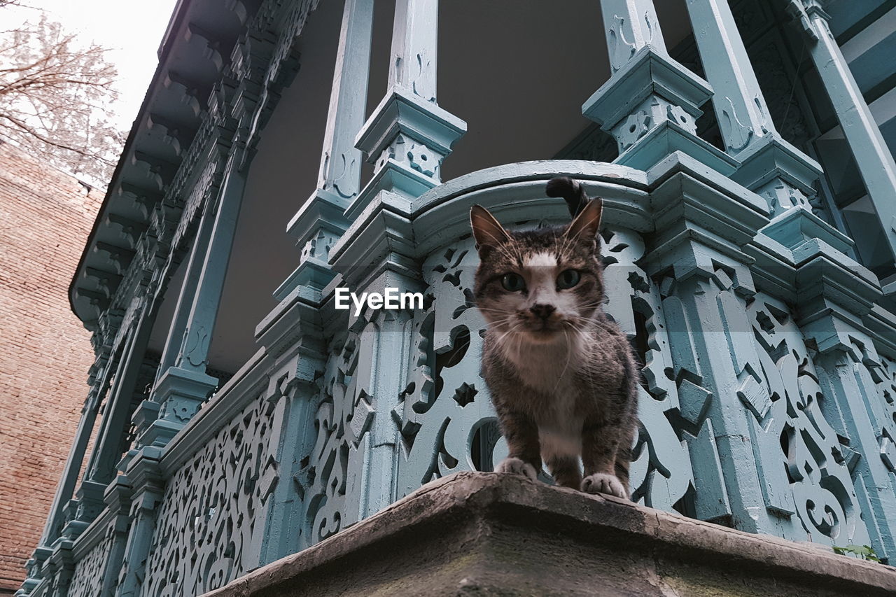 PORTRAIT OF DOG ON BUILT STRUCTURE