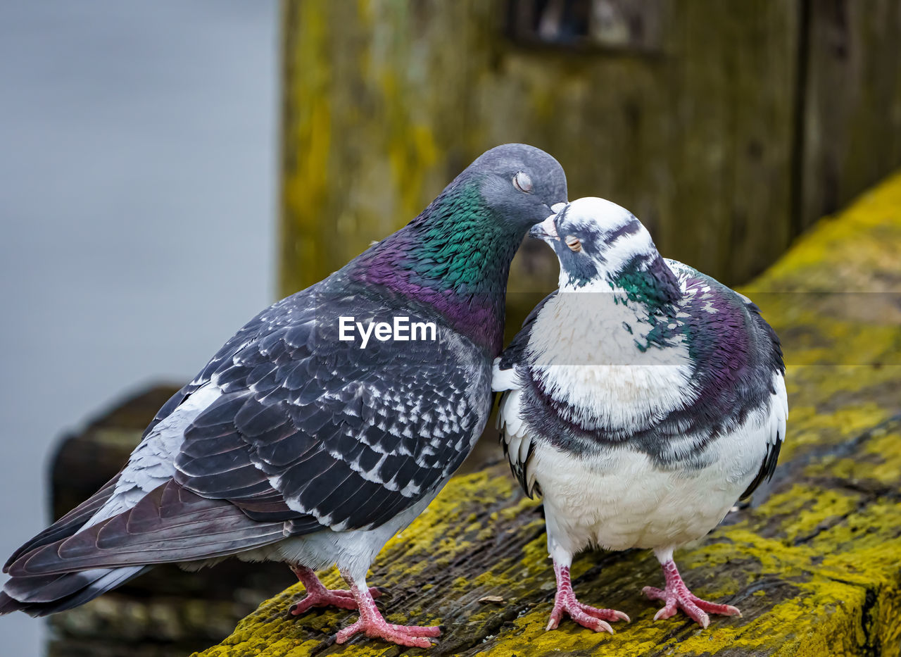 close-up of bird perching outdoors