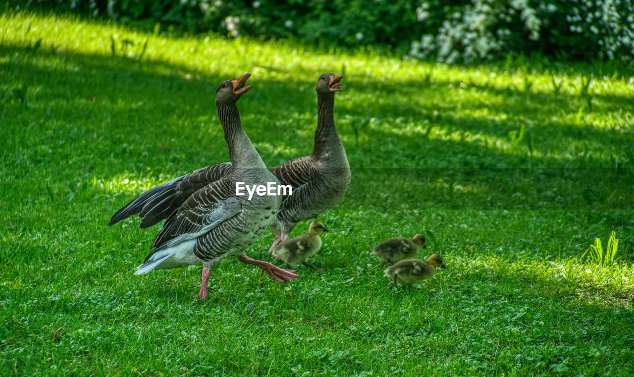 BIRDS IN A GRASS