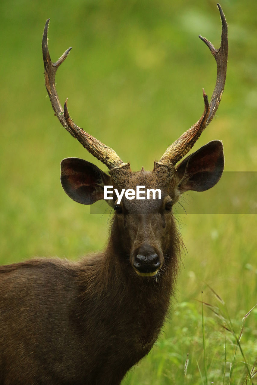 CLOSE-UP PORTRAIT OF DEER ON FIELD