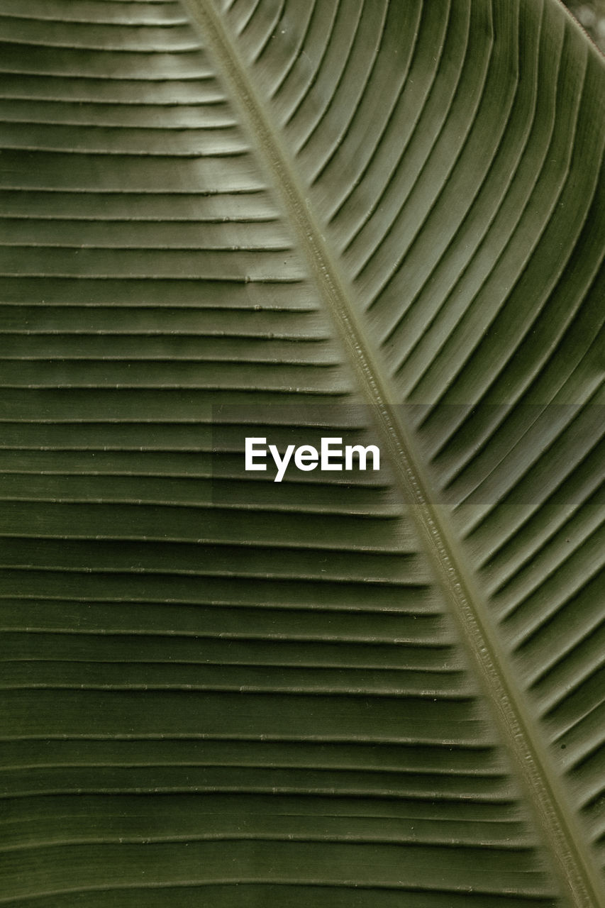 Full frame shot of palm leaf