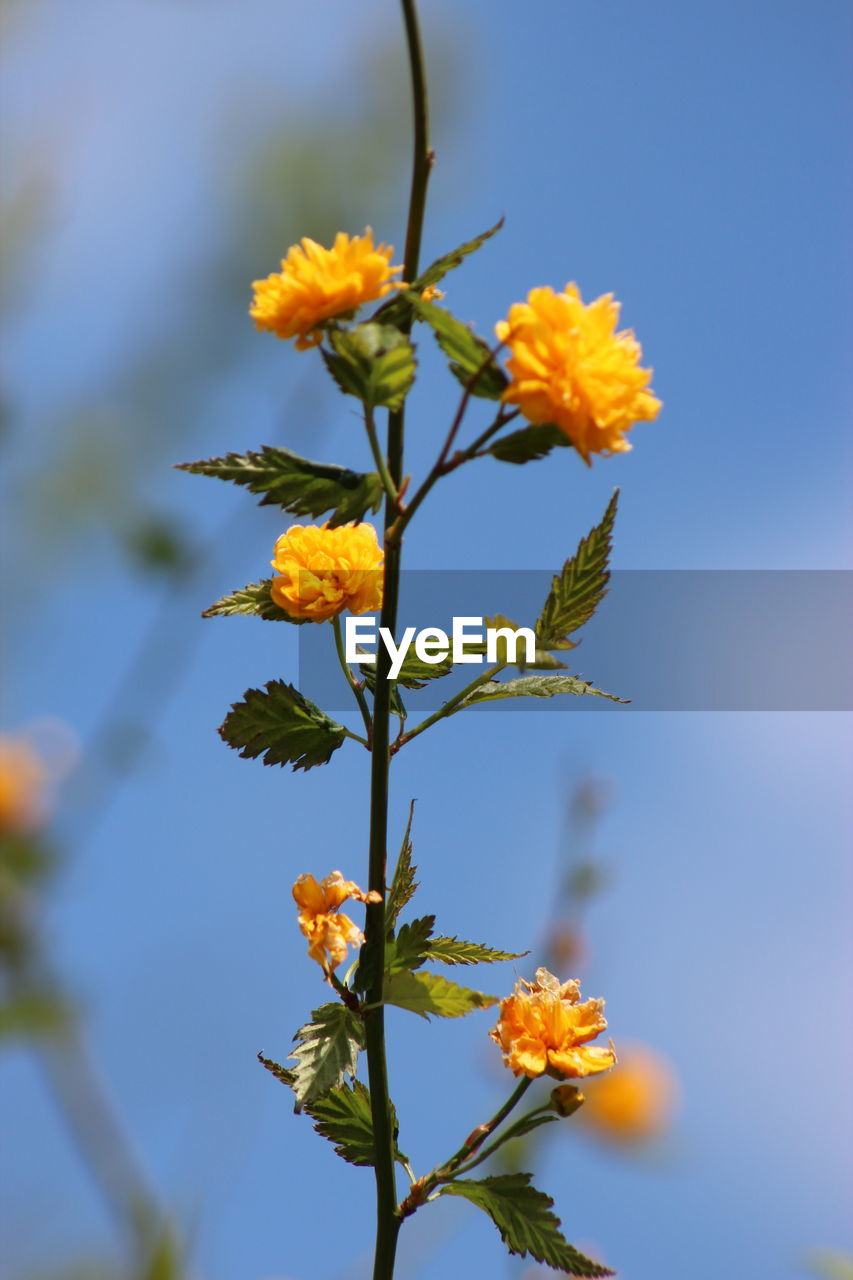 LOW ANGLE VIEW OF YELLOW FLOWERS