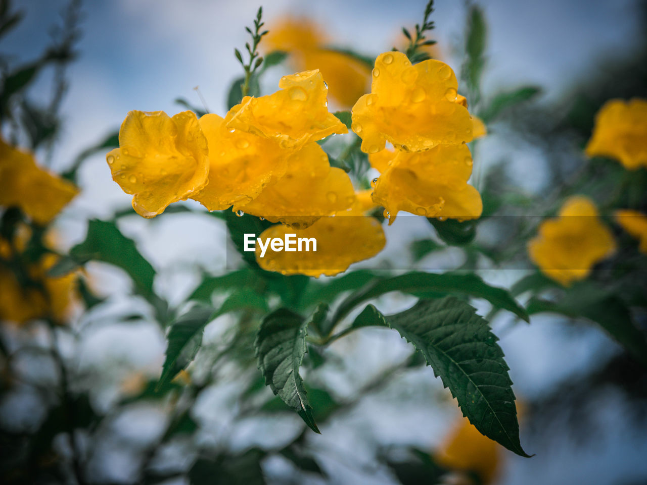 Close-up of yellow flowering plant
