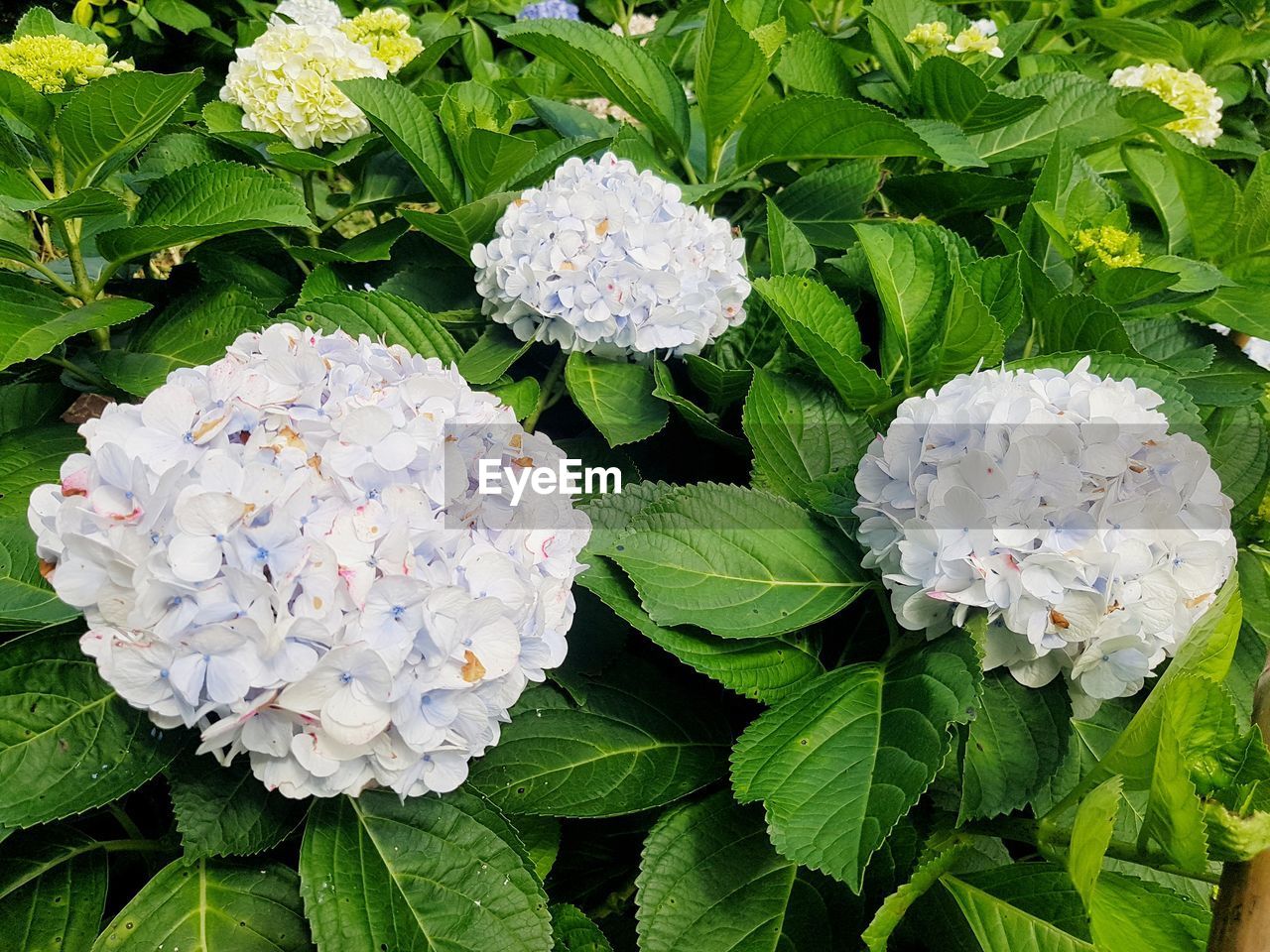 CLOSE-UP OF WHITE ROSE WITH LEAVES IN BLOOM