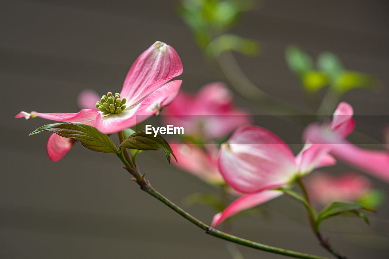 CLOSE-UP OF PINK FLOWER