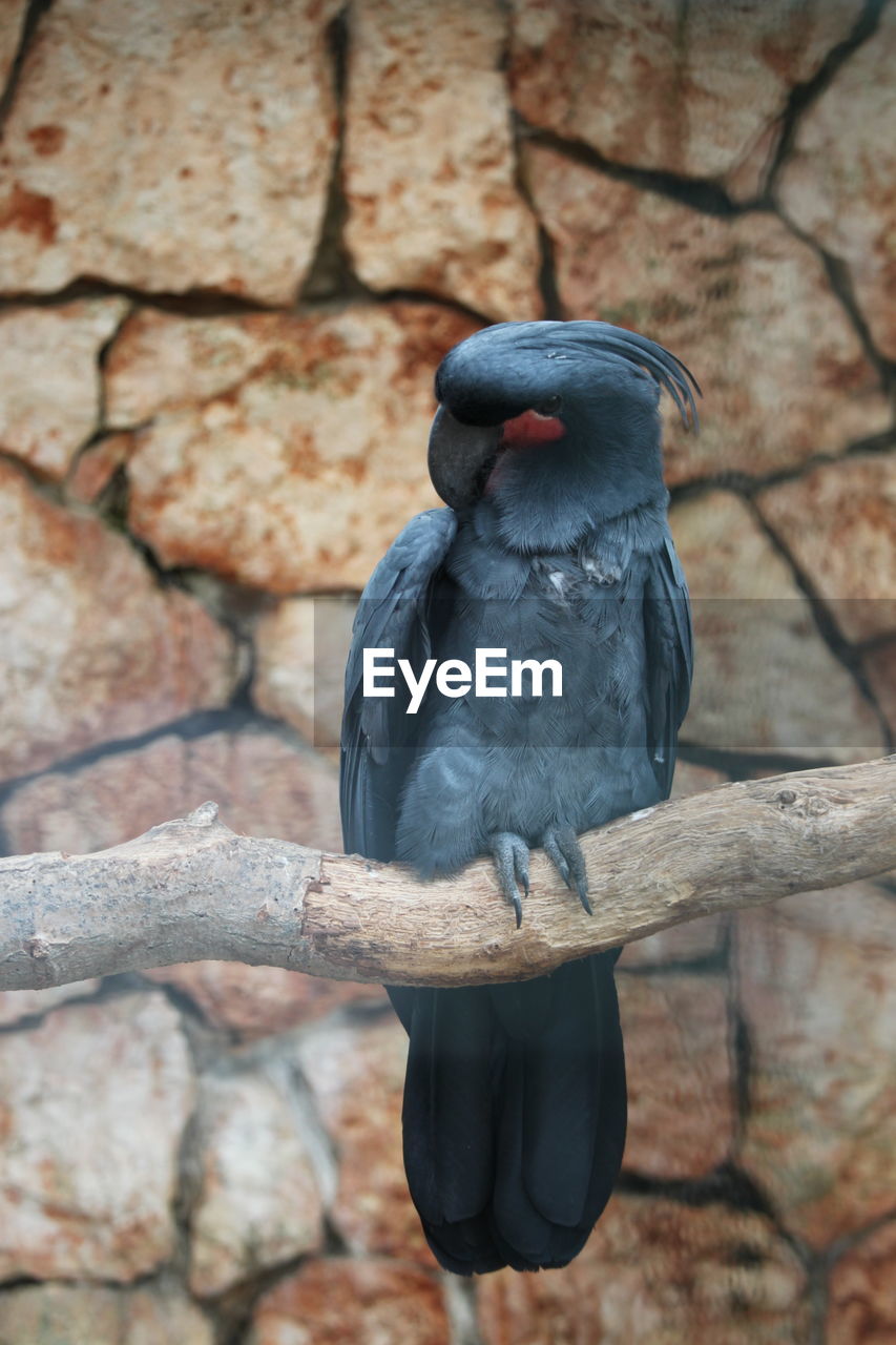 Bird perching on a wall