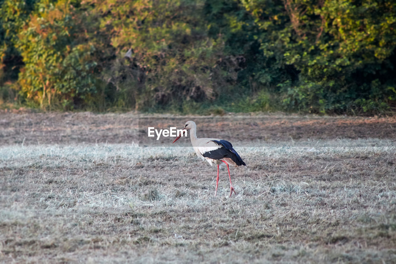 A stork running over a withered meadow