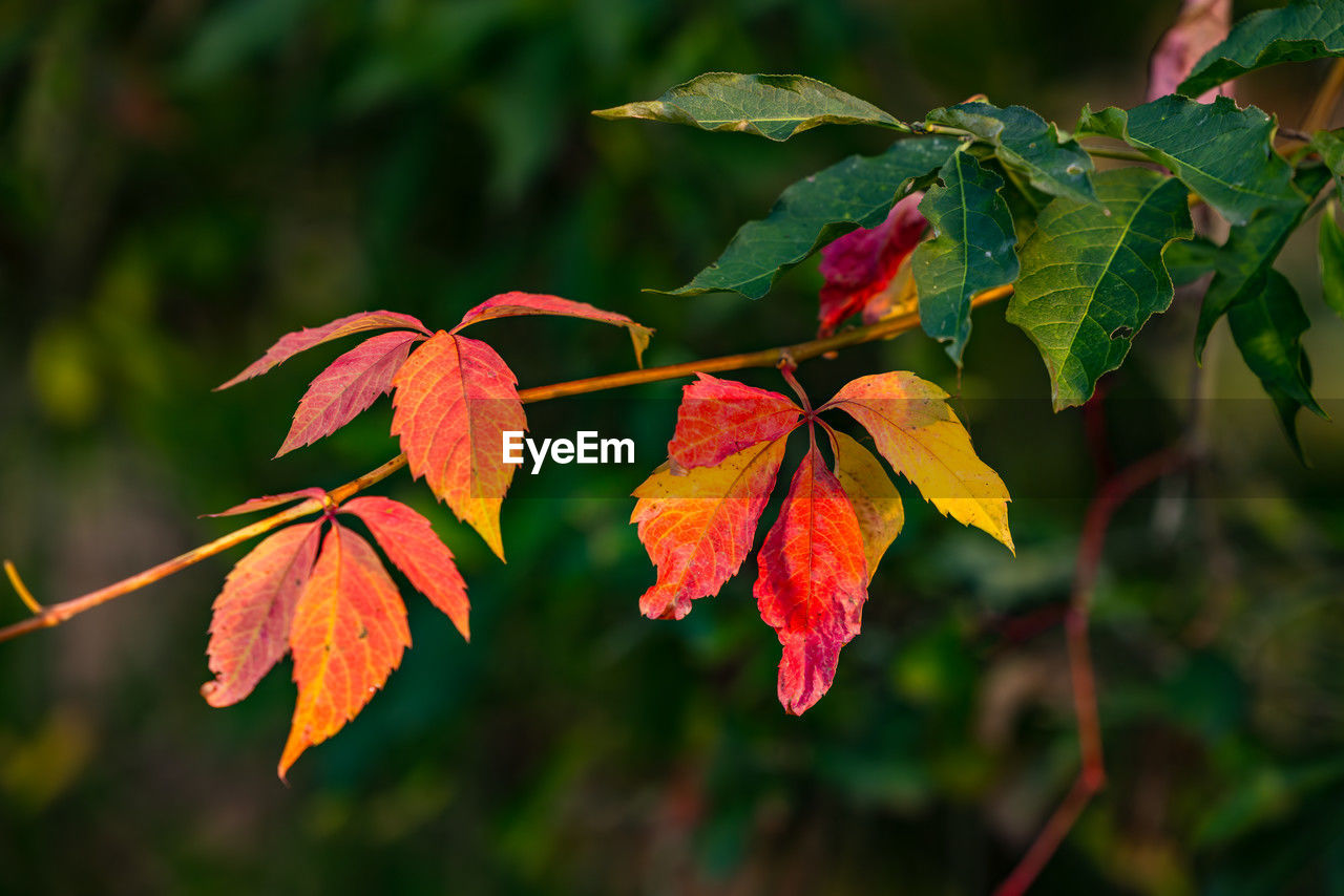 leaf, plant part, tree, plant, nature, autumn, flower, branch, beauty in nature, red, close-up, no people, shrub, outdoors, land, focus on foreground, environment, fruit, food and drink, landscape, day, macro photography, green, multi colored, forest, orange color, food, maple, growth, travel, tranquility, sunlight