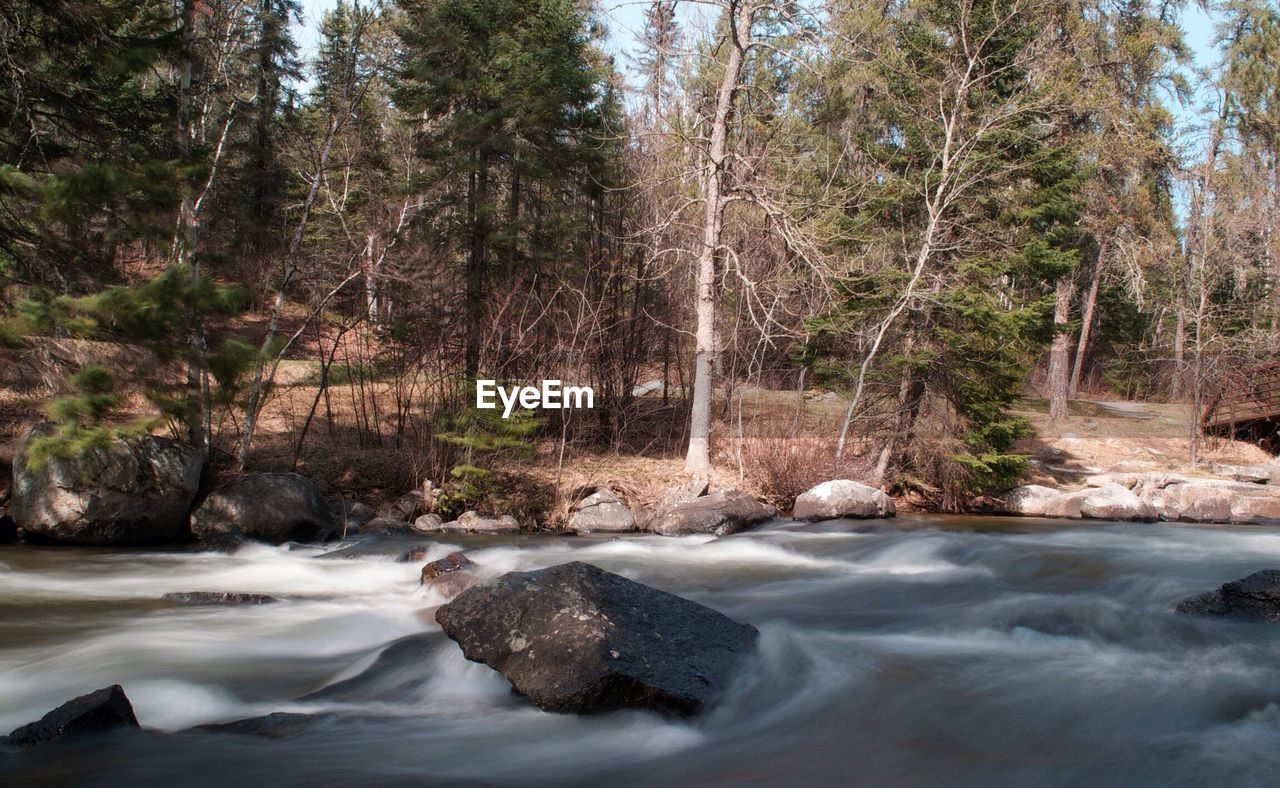 SCENIC VIEW OF RIVER FLOWING IN FOREST