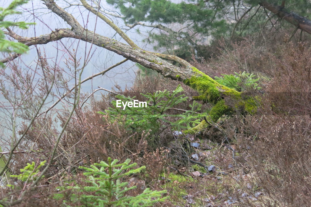 CLOSE-UP OF TREES IN FOREST