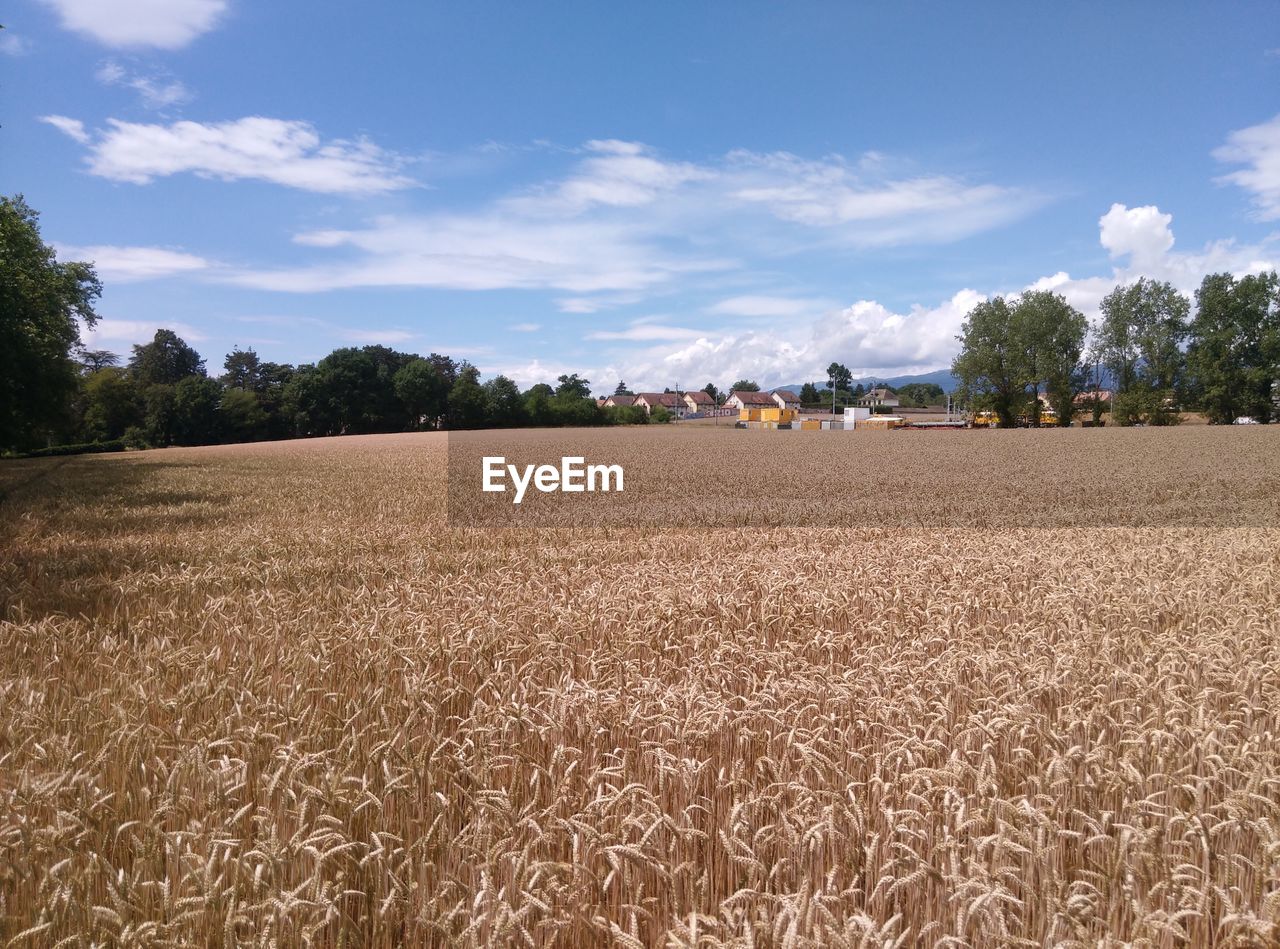 Scenic view of agricultural field against sky