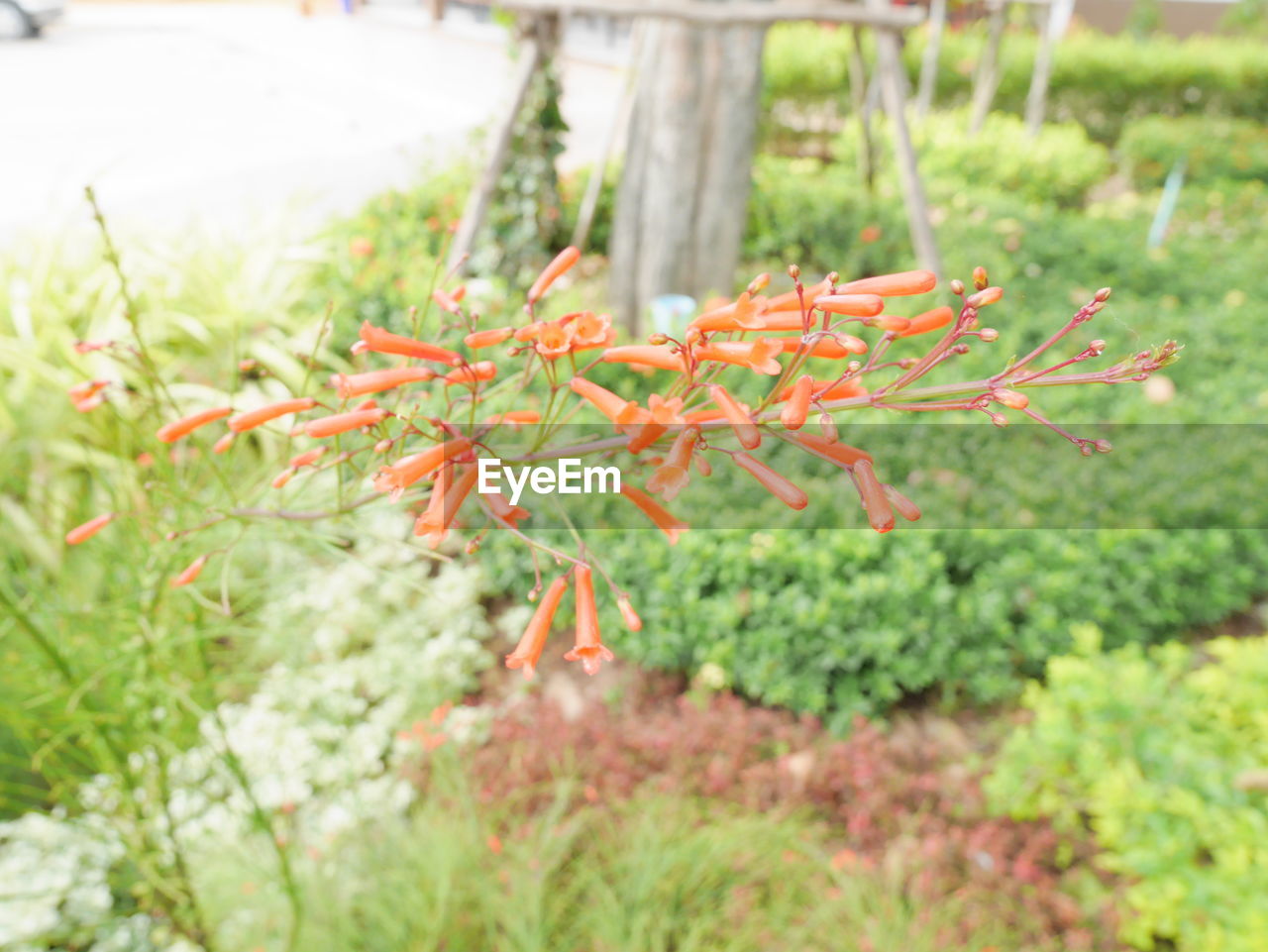 CLOSE-UP OF RED PLANTS