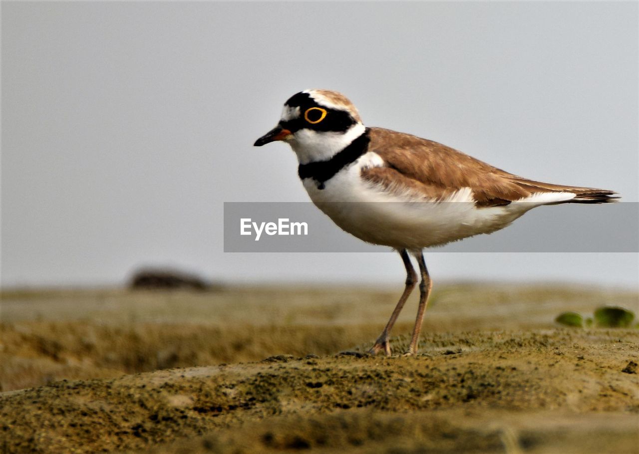 The common ringed plover or ringed plover is a small plover that breeds in arctic eurasia. 