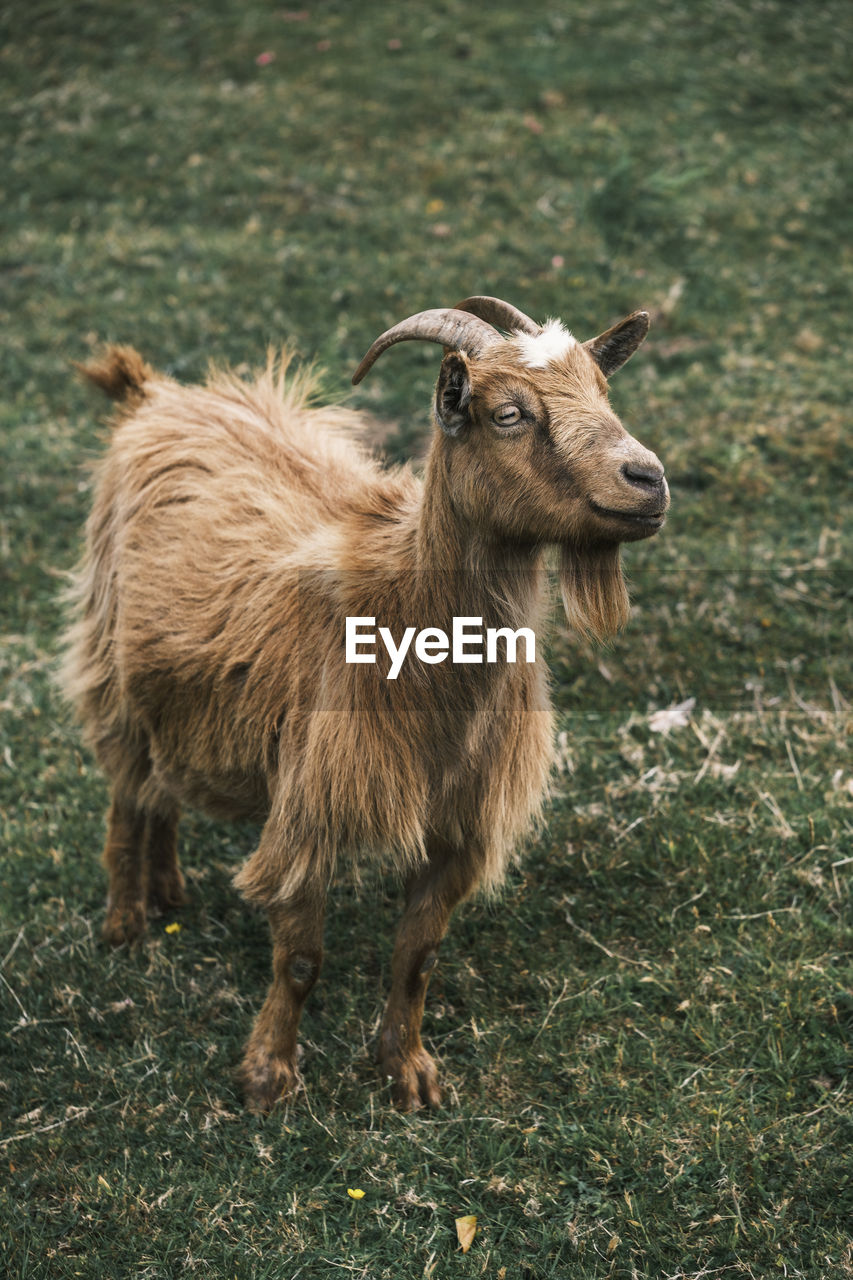 Portrait of an brown goat on grass field