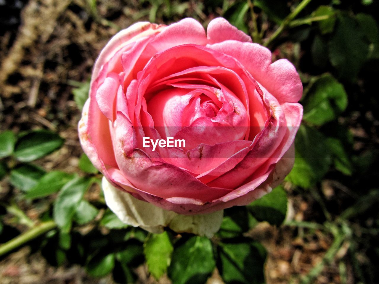 CLOSE-UP OF ROSE BLOOMING