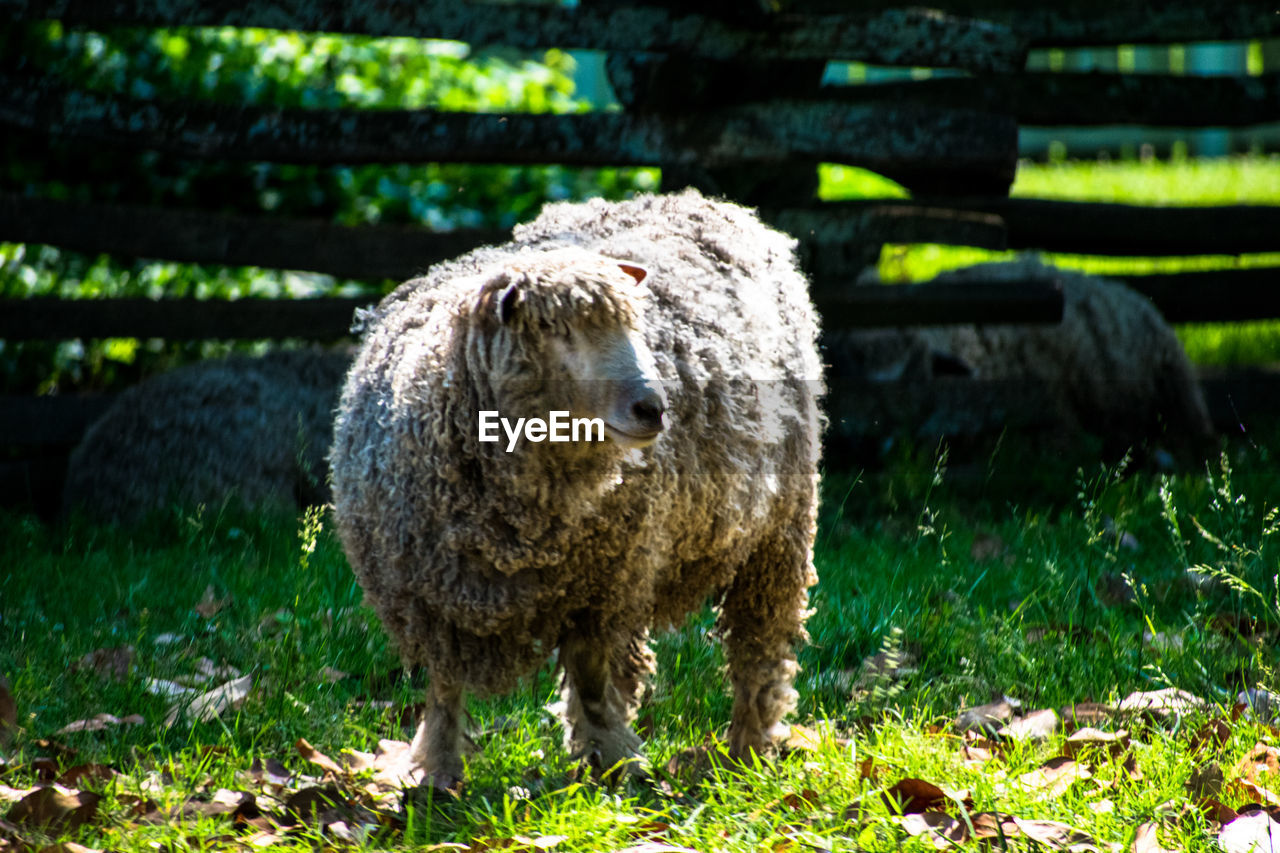 SHEEP STANDING BY FIELD