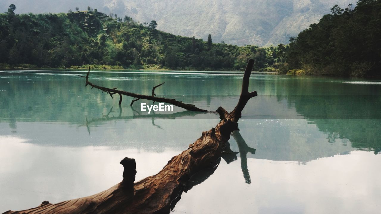 Abandon tree on the lake