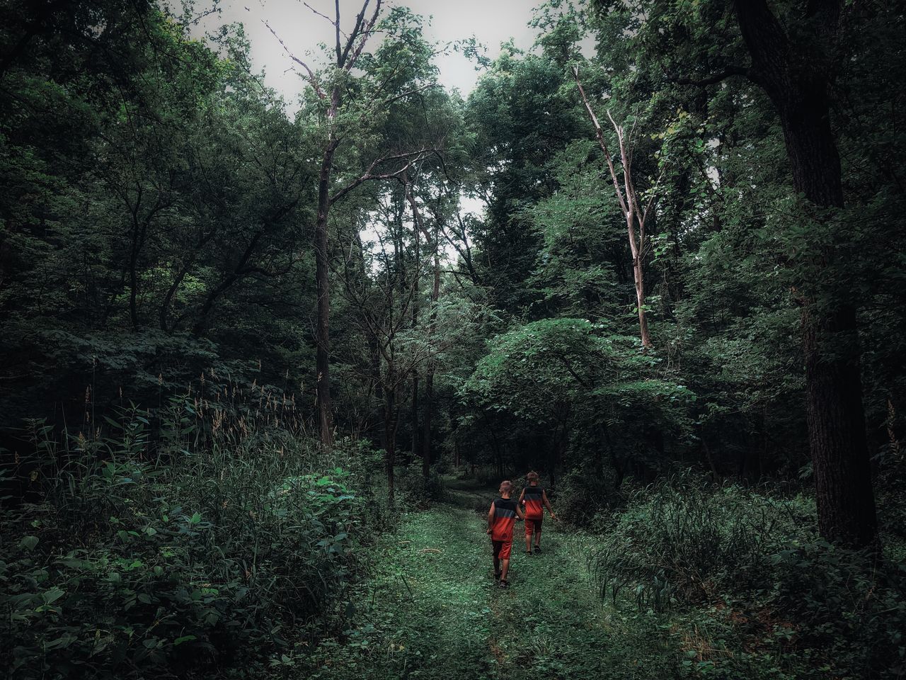 MAN WALKING ON PLANTS IN FOREST