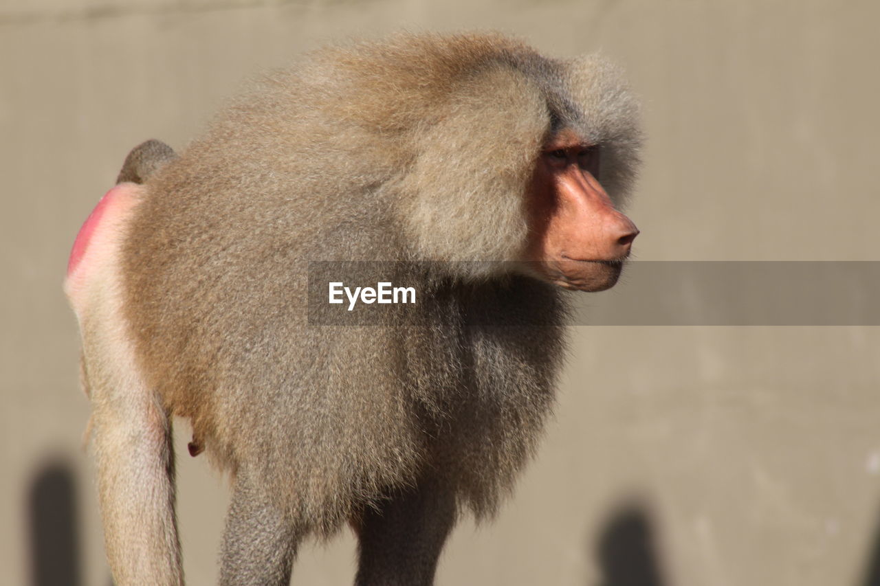 Close-up of baboon outdoors