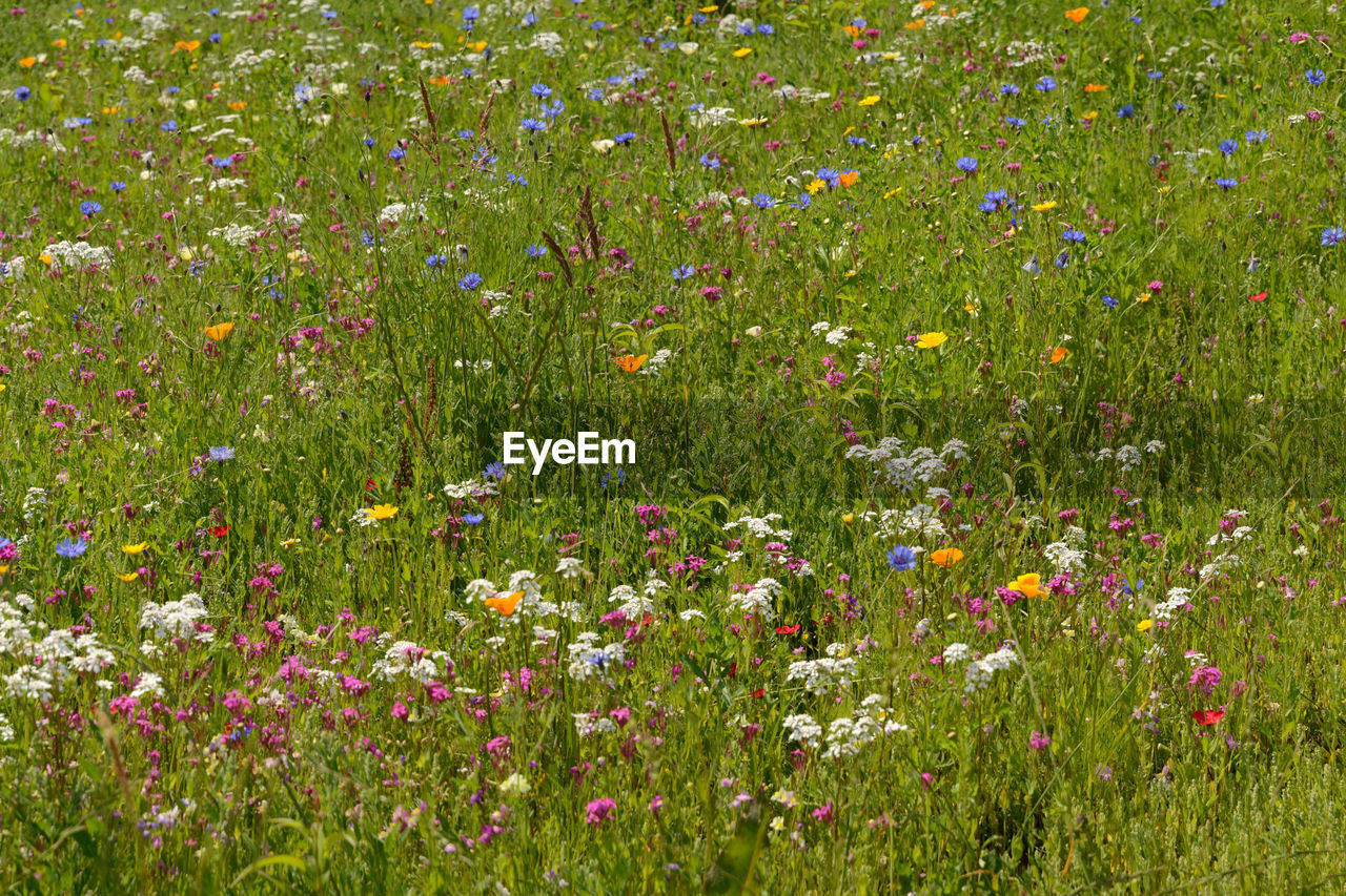 View of flowering plants on field