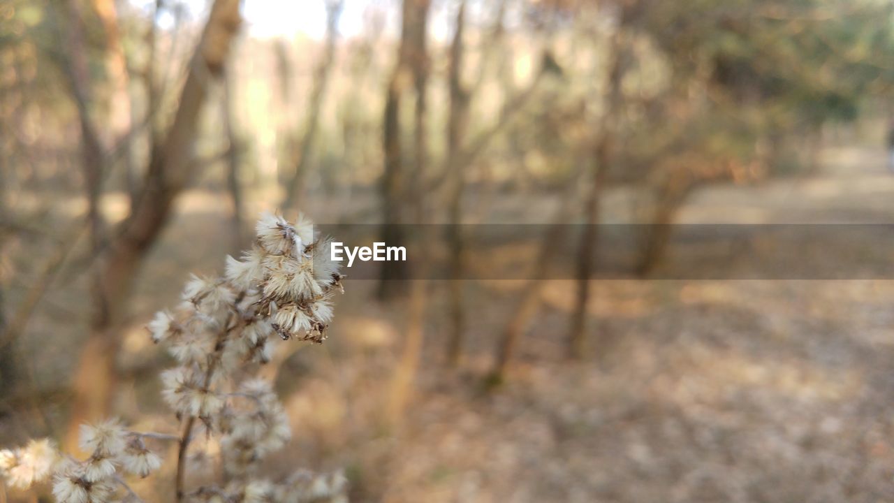 CLOSE-UP OF FLOWER ON FIELD