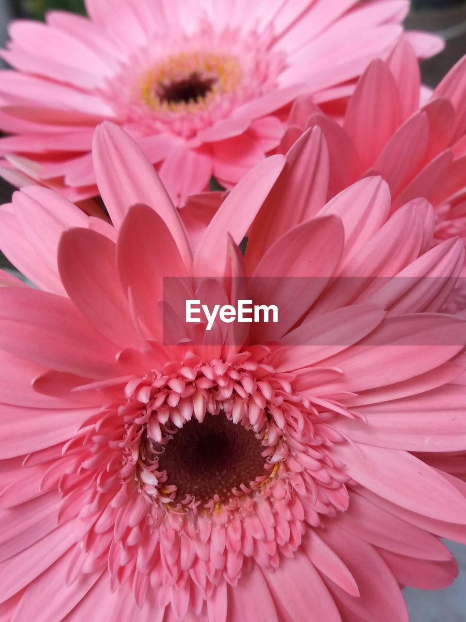 Close-up of pink daisy flower