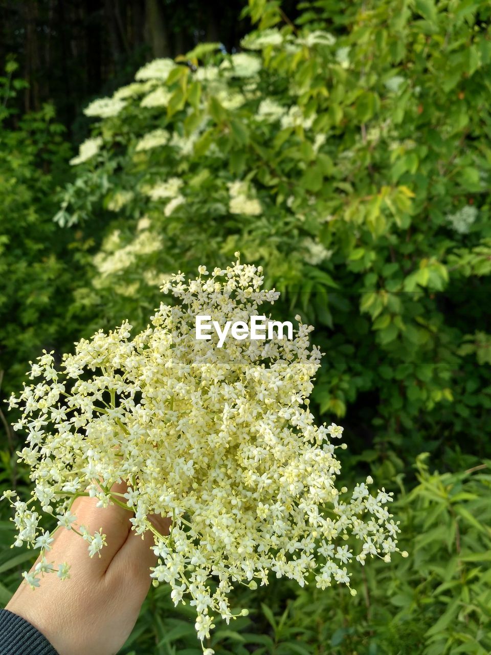 MIDSECTION OF PERSON HOLDING PLANT